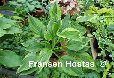 Hosta Christmas Eve